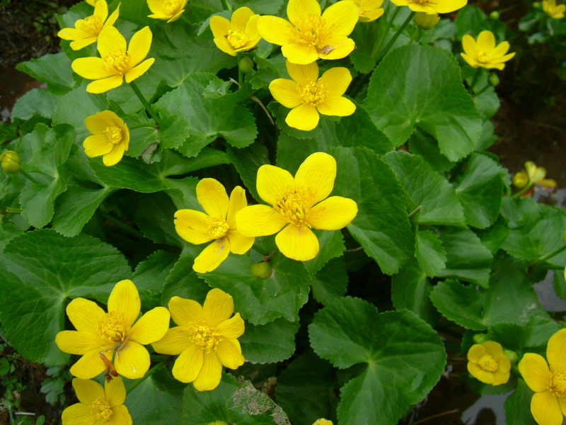 Caltha palustris / Calta palustre